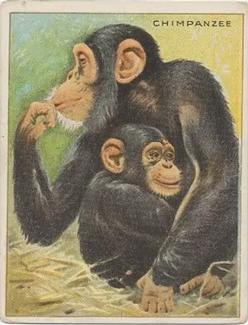 1909-10 Hassan Animal Series (T29) #NNO Chimpanzee Front