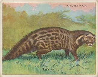 1909-10 Hassan Animal Series (T29) #NNO Civet-cat Front