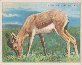 1909-10 Hassan Animal Series (T29) #NNO Dorcas Gazelle Front