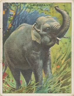 1909-10 Hassan Animal Series (T29) #NNO Elephant Front