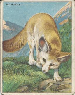 1909-10 Hassan Animal Series (T29) #NNO Fennec Front
