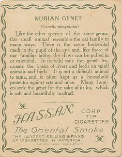 1909-10 Hassan Animal Series (T29) #NNO Genet Back
