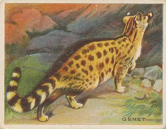 1909-10 Hassan Animal Series (T29) #NNO Genet Front