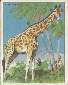 1909-10 Hassan Animal Series (T29) #NNO Giraffe Front