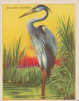 1909-10 Hassan Animal Series (T29) #NNO Goliath Heron Front