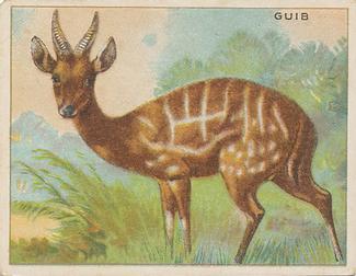 1909-10 Hassan Animal Series (T29) #NNO Harnessed Bushbuck Front