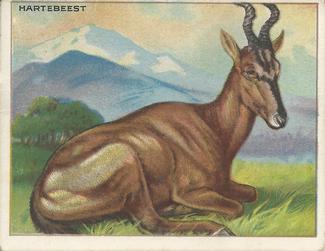 1909-10 Hassan Animal Series (T29) #NNO Hartebeest Front
