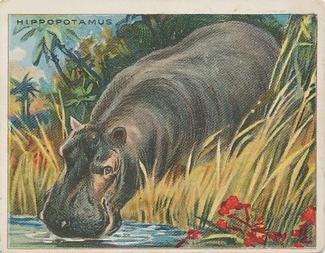 1909-10 Hassan Animal Series (T29) #NNO Hippopotamus Front