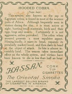 1909-10 Hassan Animal Series (T29) #NNO Hooded Cobra Back