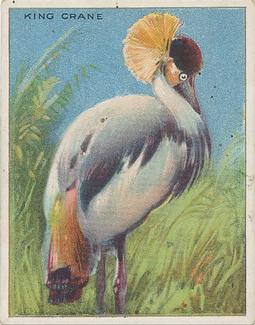 1909-10 Hassan Animal Series (T29) #NNO King Crane Front