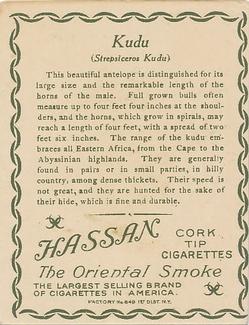1909-10 Hassan Animal Series (T29) #NNO Kudu Back
