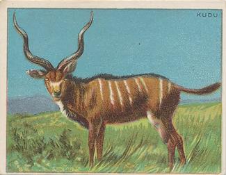 1909-10 Hassan Animal Series (T29) #NNO Kudu Front
