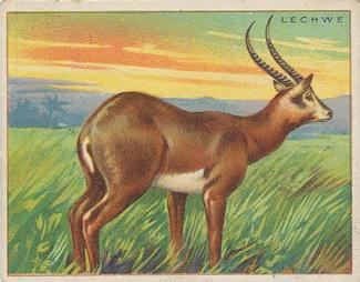 1909-10 Hassan Animal Series (T29) #NNO Lechwe Front