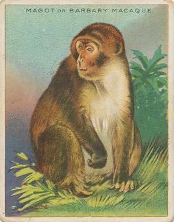 1909-10 Hassan Animal Series (T29) #NNO Magot or Barbary Macaque Front