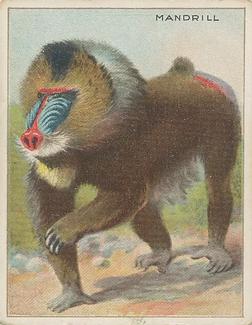 1909-10 Hassan Animal Series (T29) #NNO Mandrill Front