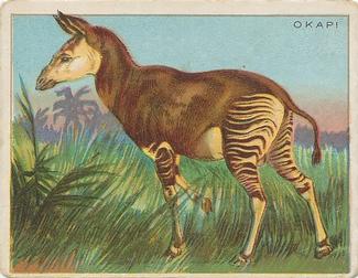 1909-10 Hassan Animal Series (T29) #NNO Okapi Front