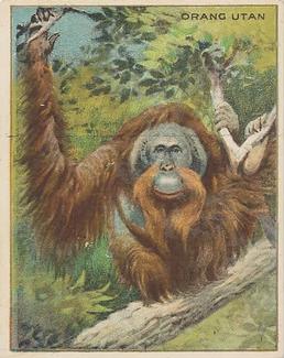 1909-10 Hassan Animal Series (T29) #NNO Orang Utan Front