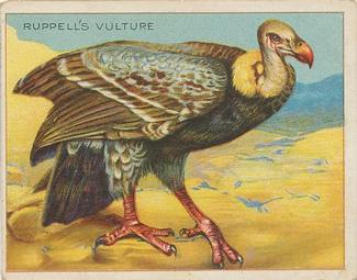 1909-10 Hassan Animal Series (T29) #NNO Ruppell's Vulture Front