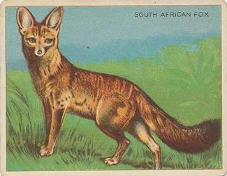 1909-10 Hassan Animal Series (T29) #NNO South African Fox Front