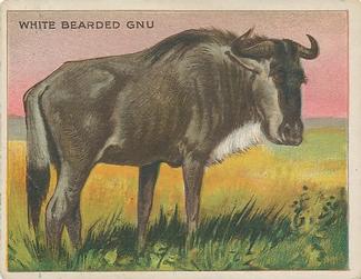 1909-10 Hassan Animal Series (T29) #NNO White Bearded Gnu Front