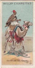 1913 Wills's Riders of the World #7 Egyptian on Camel Front