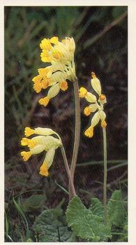 1986 Grandee Britain's Wild Flowers #6 Cowslip Front