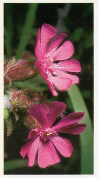 1986 Grandee Britain's Wild Flowers #10 Red Campion Front