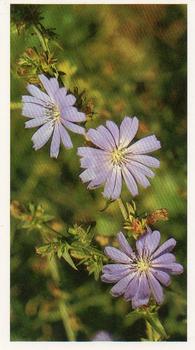 1986 Grandee Britain's Wild Flowers #26 Chicory Front