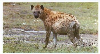 1990 Grandee African Wildlife #6 Spotted Hyena Front