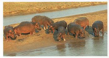 1990 Grandee African Wildlife #12 Hippopotamus Front