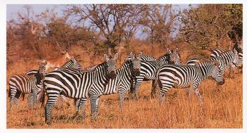 1990 Grandee African Wildlife #14 Plains Zebra Front