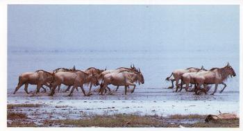 1990 Grandee African Wildlife #23 Wildebeest Front