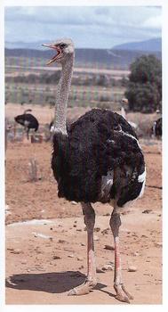 1990 Grandee African Wildlife #27 Ostrich Front