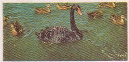 1959 Lyons Tea Australia #11 Black Swan Front