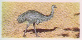 1959 Lyons Tea Australia #14 Emu Front