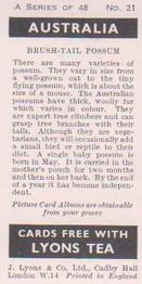 1959 Lyons Tea Australia #21 Brush-Tail Possum Back