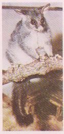 1959 Lyons Tea Australia #21 Brush-Tail Possum Front
