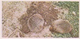1959 Lyons Tea Australia #22 Echidna or Spiny Ant-Eater Front