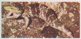 1959 Lyons Tea Australia #24 Shingle-Back Lizard Front