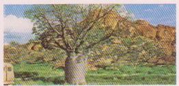 1959 Lyons Tea Australia #27 Baobab Tree Front