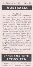 1959 Lyons Tea Australia #28 Wattle Back
