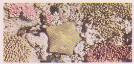 1959 Lyons Tea Australia #33 Coral Front
