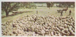 1959 Lyons Tea Australia #35 Shearing Time Front