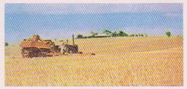 1959 Lyons Tea Australia #36 Wheat Farming Front