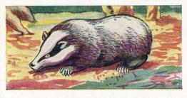 1962 Millers Tea Animals and Reptiles #17 Badger Front