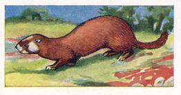 1962 Millers Tea Animals and Reptiles #18 Polecat Front