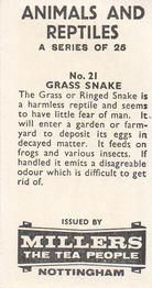 1962 Millers Tea Animals and Reptiles #21 Grass Snake Back