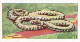 1962 Millers Tea Animals and Reptiles #21 Grass Snake Front