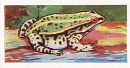 1962 Millers Tea Animals and Reptiles #22 Edible Frog Front