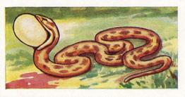 1962 Millers Tea Animals and Reptiles #23 Snake Front